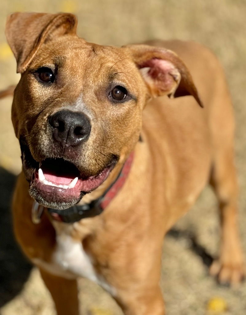 adoptable Dog in Great Bend, KS named Shandie