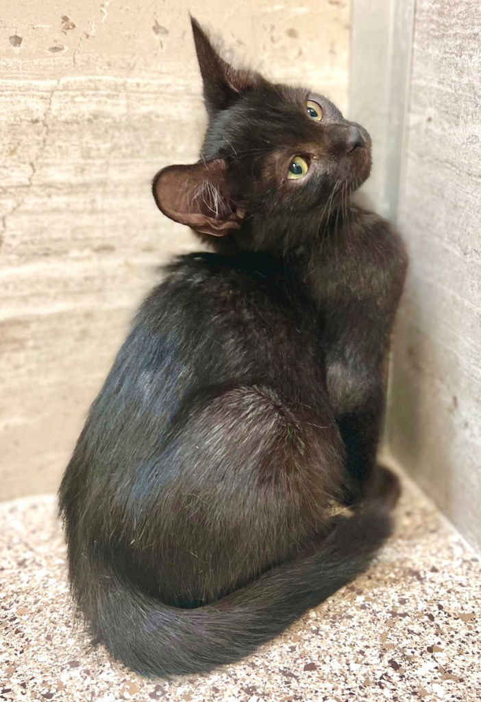 adoptable Cat in Great Bend, KS named Ciro