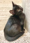 adoptable Cat in , KS named Ciro