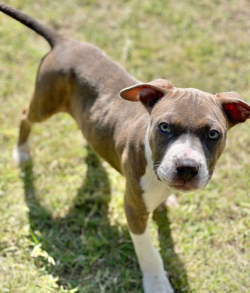 adoptable Dog in Great Bend, KS named 59573