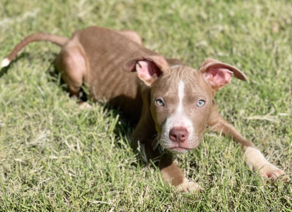 adoptable Dog in Great Bend, KS named 59574