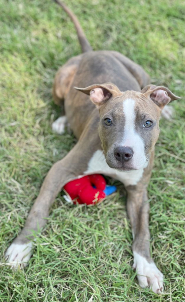 adoptable Dog in Great Bend, KS named 59575