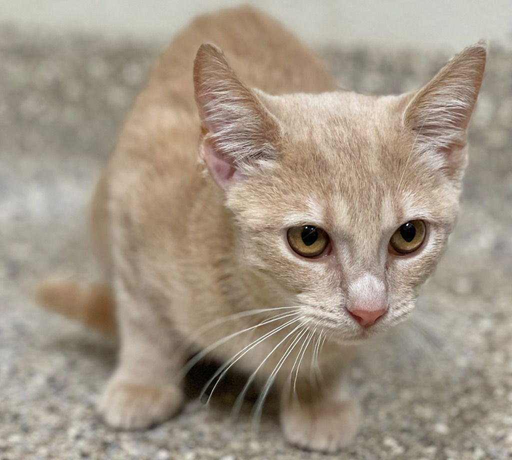 adoptable Cat in Great Bend, KS named Moxxie