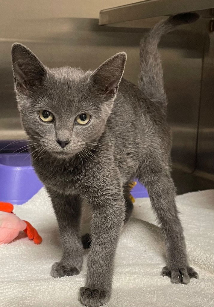 adoptable Cat in Great Bend, KS named Violet