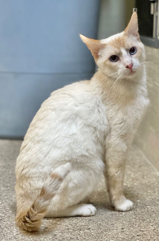 adoptable Cat in Great Bend, KS named Liam