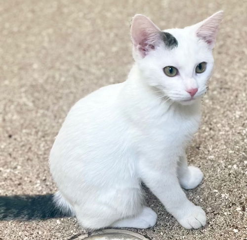 picture of the cat needing adoption