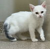 adoptable Cat in , KS named Willow