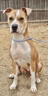 adoptable Dog in  named Zna