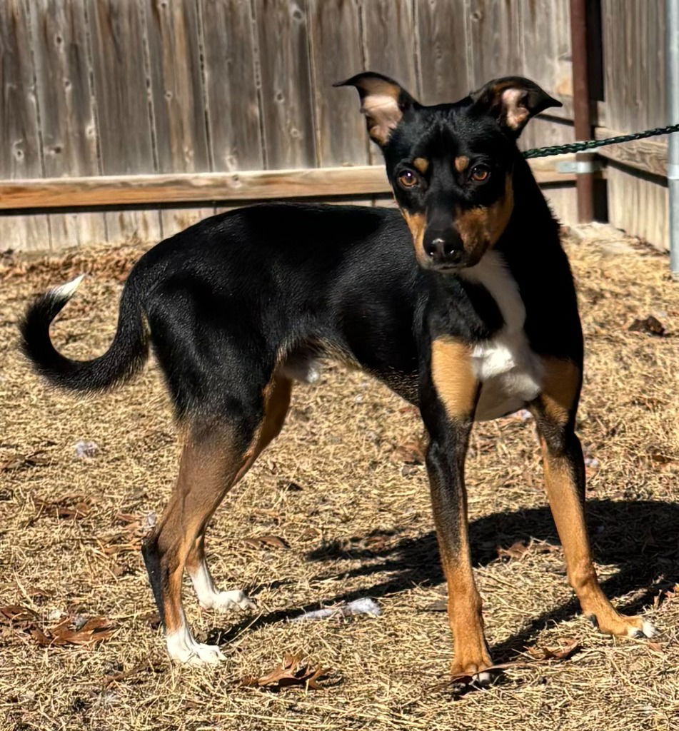 adoptable Dog in Great Bend, KS named Astro