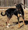 adoptable Dog in , KS named Astro
