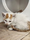 adoptable Cat in , KS named Noah