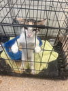 adoptable Cat in  named Missy