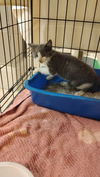 adoptable Cat in  named Greg