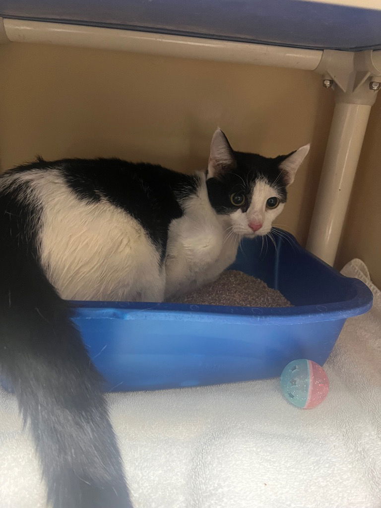 adoptable Cat in Great Bend, KS named Harmony