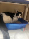 adoptable Cat in  named Harmony