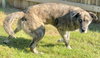 Adelind - Photo 3
