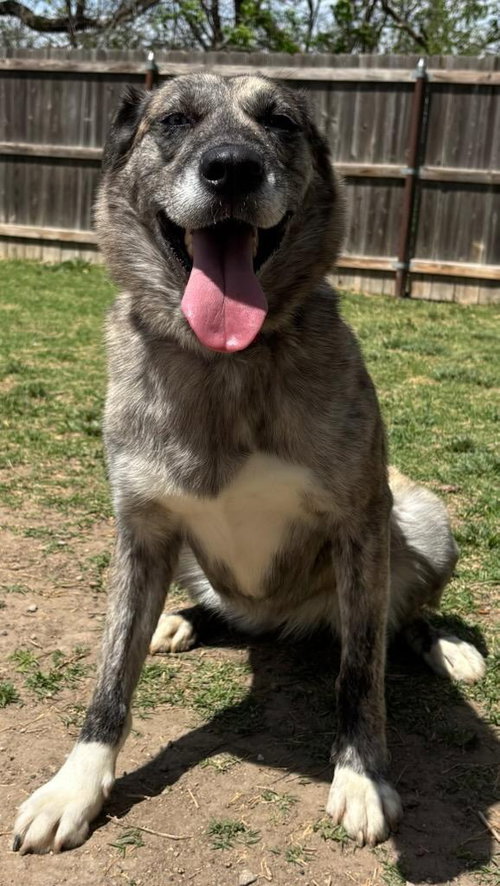 Adelind, an adoptable Husky in Great Bend, KS