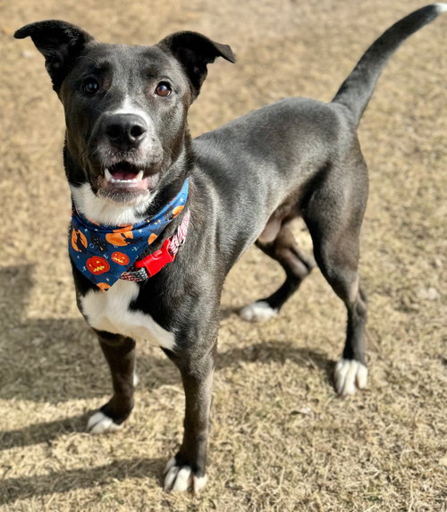 CHIEF - Mountain Cur / Pit Bull Terrier available for adoption