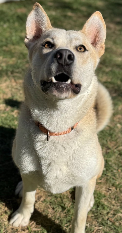 picture of the dog needing adoption