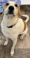 Betsy - Photo 2