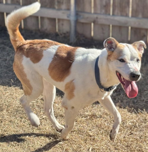 picture of the dog needing adoption