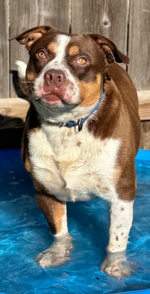 picture of the dog needing adoption