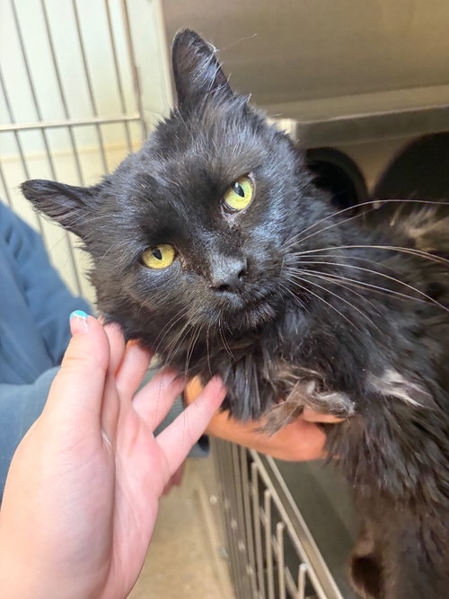 Chato, an adoptable Domestic Long Hair in Great Bend, KS