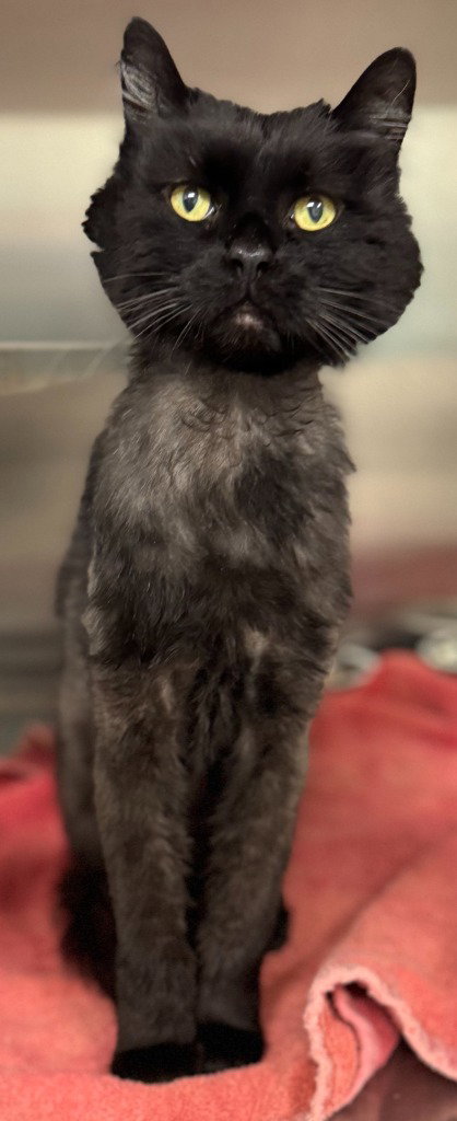 picture of the cat needing adoption