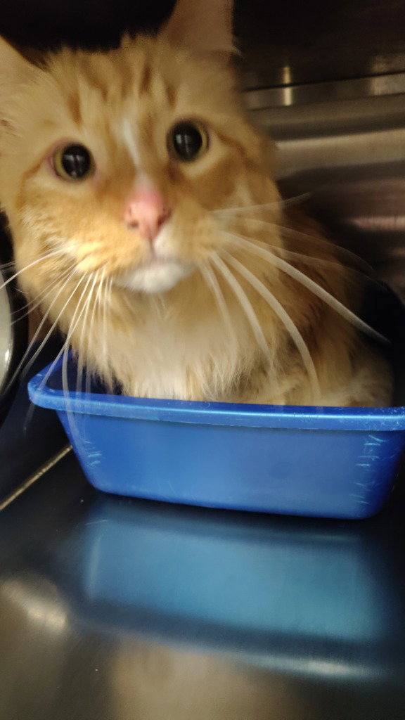 Little cat