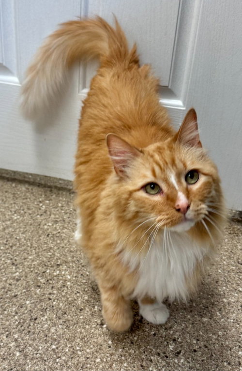picture of the cat needing adoption