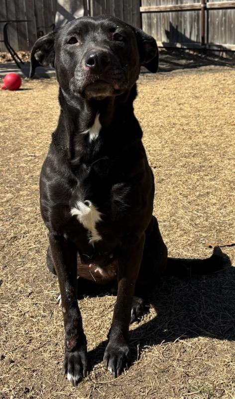 Sage, an adoptable Labrador Retriever in Great Bend, KS