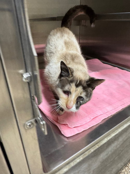 Nova, an adoptable Domestic Short Hair in Great Bend, KS