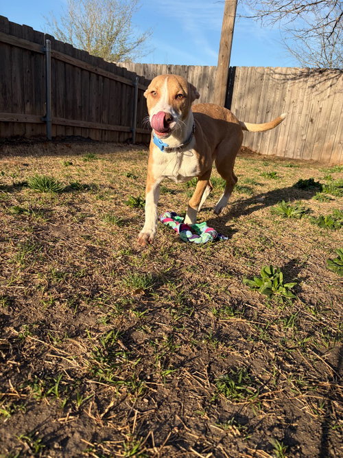 picture of the dog needing adoption