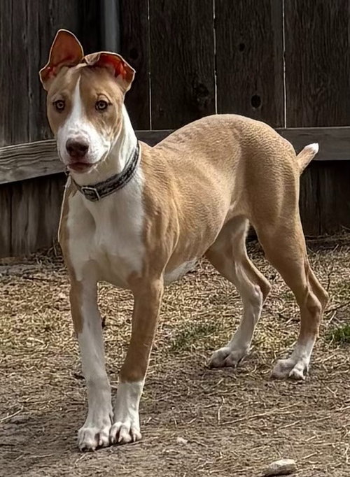 Autumn, an adoptable Terrier in Great Bend, KS