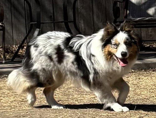 Poppy, an adoptable Australian Shepherd in Great Bend, KS