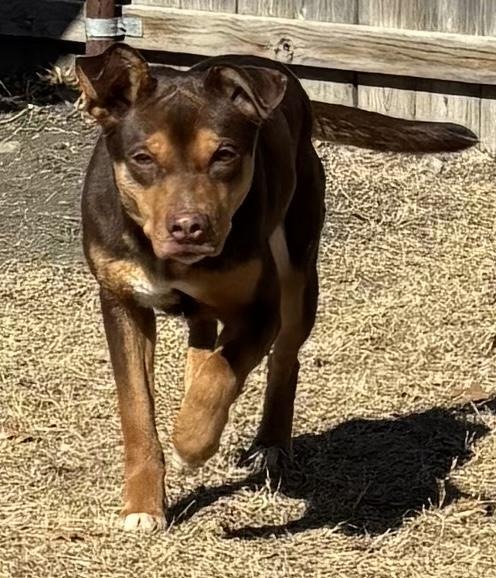 Tinkerbell, an adoptable Cattle Dog in Great Bend, KS
