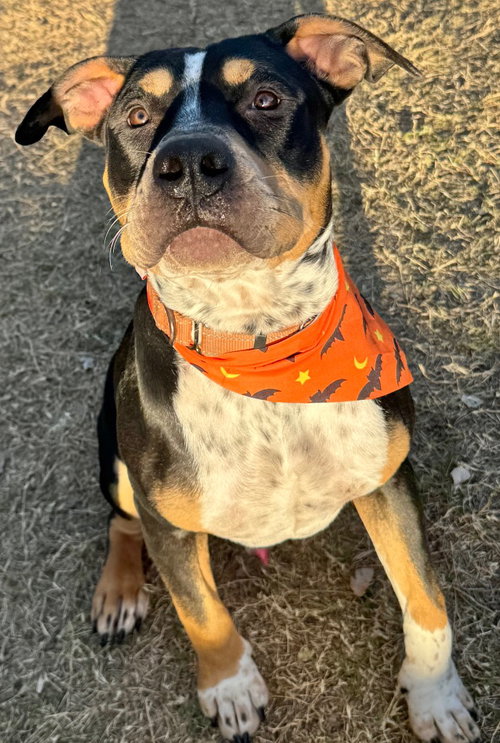 Ranger, an adoptable Pit Bull Terrier in Great Bend, KS