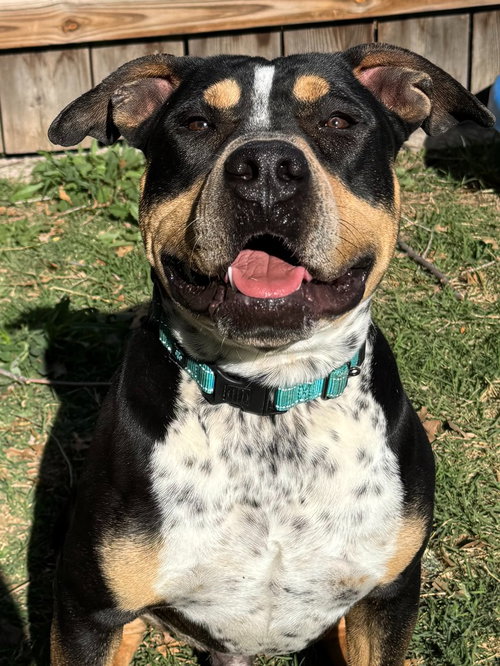 picture of the dog needing adoption
