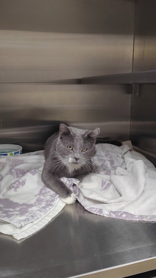 Jasper, an adoptable Domestic Short Hair in Great Bend, KS