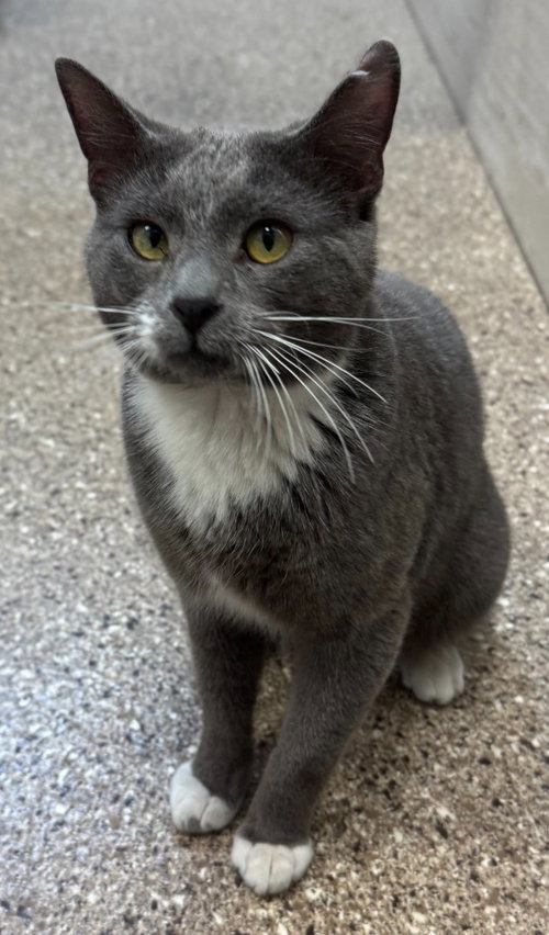 picture of the cat needing adoption