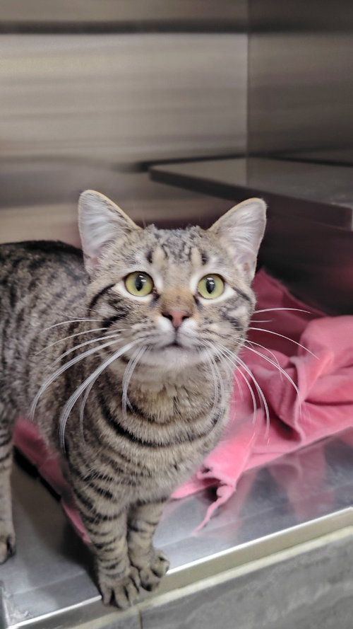 Oliver, an adoptable Domestic Short Hair in Great Bend, KS