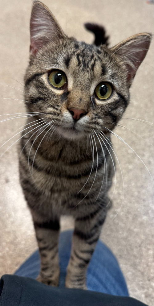 picture of the cat needing adoption