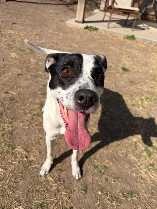 Delilah, an adoptable Terrier in Great Bend, KS