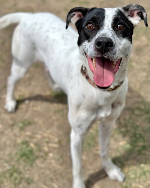 picture of the dog needing adoption