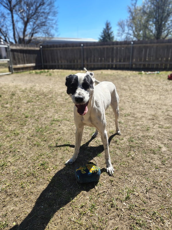 Delilah