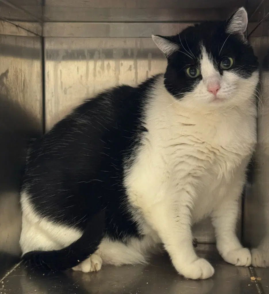 Gidget - Domestic Short Hair
