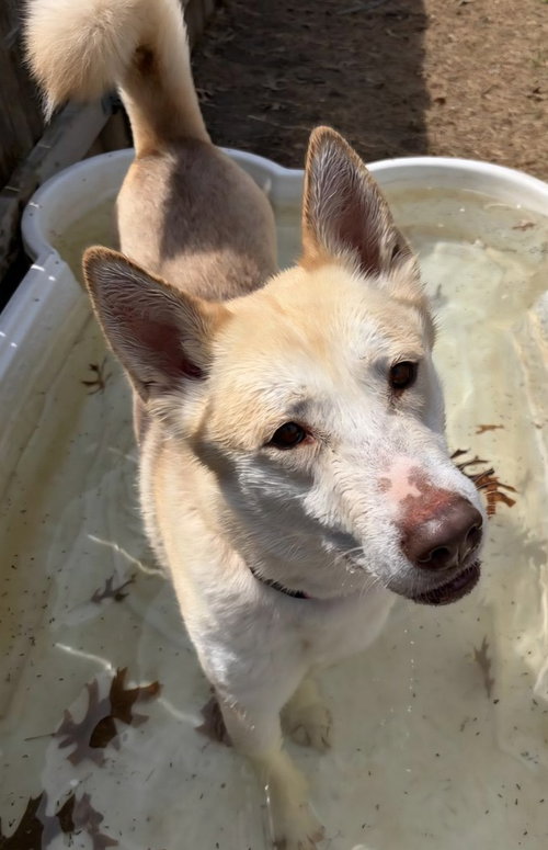 picture of the dog needing adoption