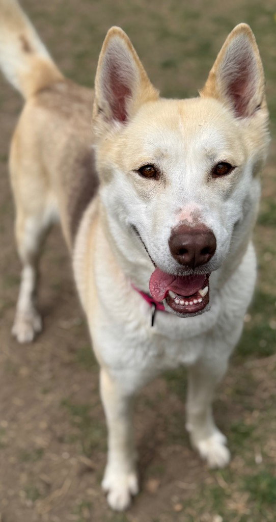 Loki