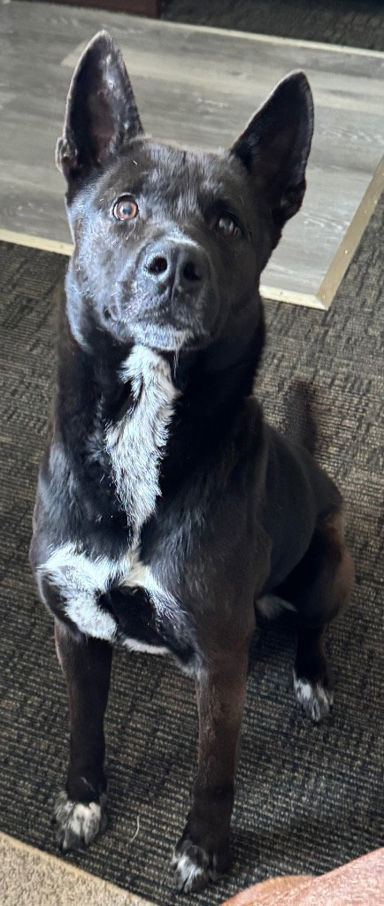 Brisket