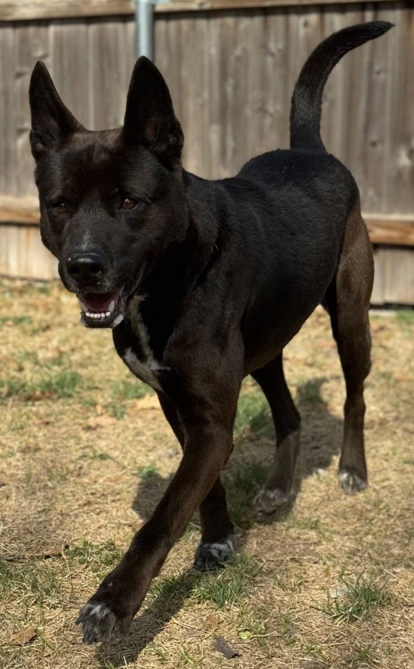 Brisket